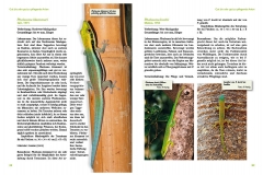 Taggeckos der Gattung Phelsuma