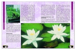 Amphibien am Gartenteich