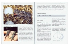 Bartagamen und Kragenechsen