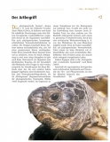 Die Breitrandschildkröte