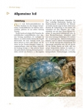 Die Breitrandschildkröte