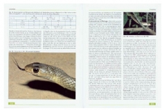 Die Amphibien und Reptilien eines Tieflandfeuchtwaldschutzgebietes in Vietnam