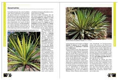 Faszination Bunt - Die Welt der panaschierten Yuccas