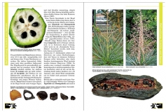Faszination Bunt - Die Welt der panaschierten Yuccas