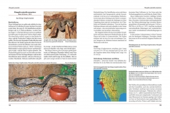 Bullennattern Gophernattern Kiefernattern - Die Gattung Pituophis