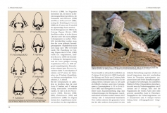 Bartagamen - Die Gattung Pogona