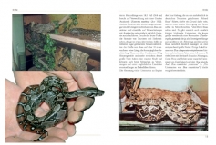 Boa constrictor - Die Abgottschlange