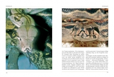 Boa constrictor - Die Abgottschlange