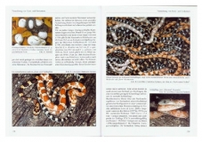 Kornnattern und Erdnattern