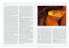 Kornnattern und Erdnattern