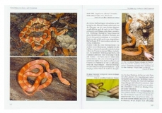 Kornnattern und Erdnattern