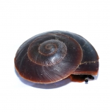 Pleurodonte excellens