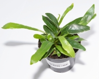 Pesopteris crassifolia