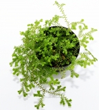 Selaginella kraussiana
