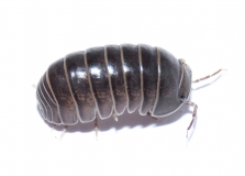 Rollassel ANDALUSIEN