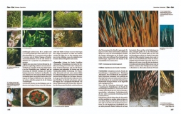 Lexikon der Meeresaquaristik