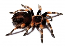 Brachypelma smithi ml