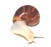 Achatina fulica WHITE JADE