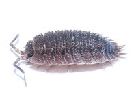 Porcellio echinatus