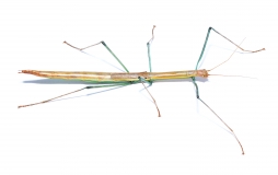 Mamessiodea spec. CAT TIEN