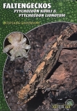 Faltengeckos (Ptychozoon kuhli & Ptychozoon lionotum)