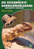 Die Geschmückte Dornschwanzagame (Uromastyx ocellata)