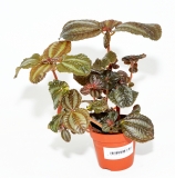 Pilea involucrata NORFOLK