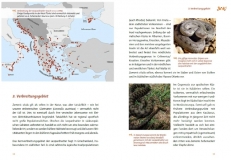 Die Leopardnatter Zamensis situla