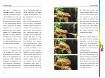 Das Pantherchamäleon - Furcifer pardalis