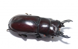 Prosopocoilus torresensis flavoguttatus Larve