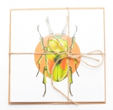 Square Card Phalacrognathus muelleri