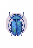 Print DIN A4 Blue Longhorn Beetle