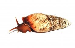 Pseudachatina leaiana