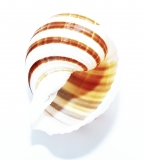 Schneckenhaus Tonna sulcosa