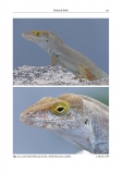 Reptiles of the Lesser Antilles
