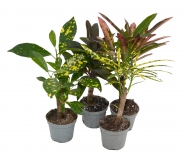 Codianeum variegatum VAR.