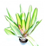 Neoregelia KAHALA RED DAWN