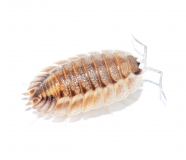 Porcellio spatulatus Coros