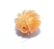 Cristarmadillidium muricatum