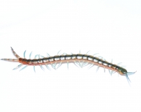 Scolopendra cingulata EGYPT