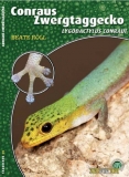 Conraus Zwergtaggecko Lygodactylus conraui