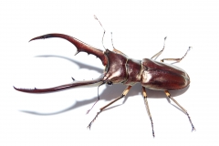 Cyclommatus metallifer finae