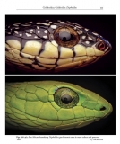 Reptiles and Amphibians of Kenya