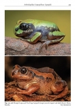 Reptiles and Amphibians of Kenya