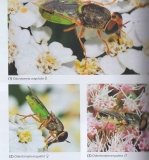 Das große BLV Handbuch Insekten