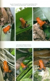 Dendrobatidae Band IV  Baumsteigerfrösche Poison Frogs  2006–2012 Ecuador  Panama  Peru