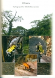 Dendrobatidae Band IV  Baumsteigerfrösche Poison Frogs  2006–2012 Ecuador  Panama  Peru