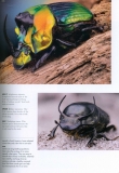 Beetles of the World