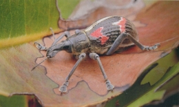 Beetles of the World