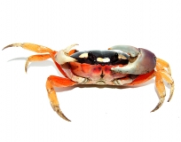 Gecarcinus quadratus